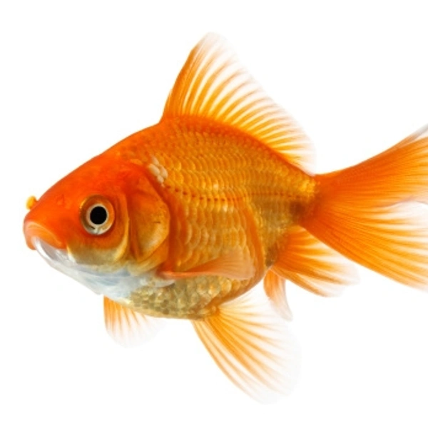 Gold Fish - 2inch