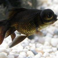 Black More (Gold) - 1.5