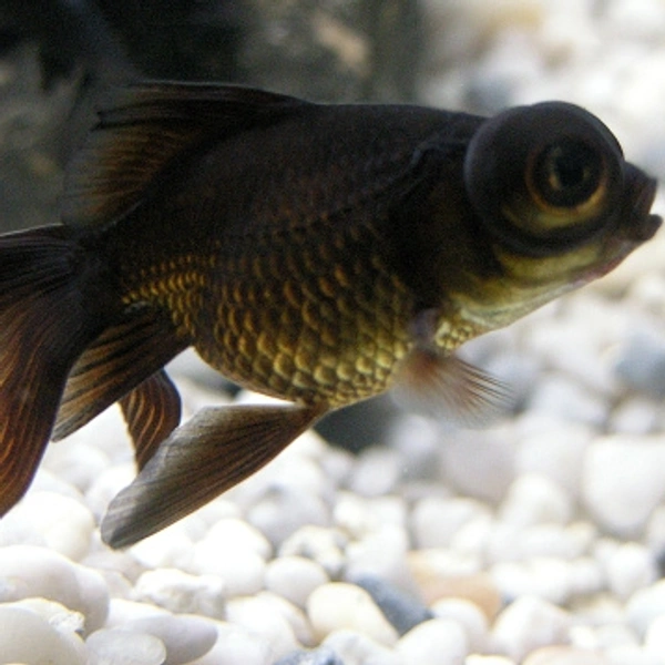 Black More (Gold) - 1.5