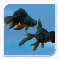 Black Gold Fish - 2inch