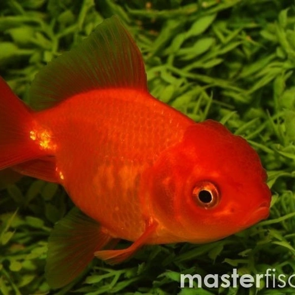 Lion head Gold Fish  - 2inch