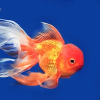 Lion head Gold Fish  - 2inch