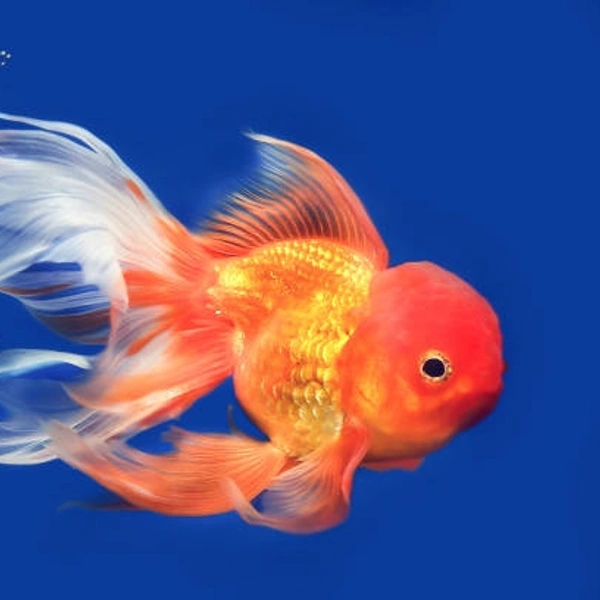 Lion head Gold Fish  - 2inch