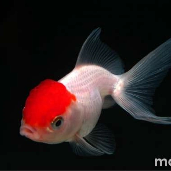Redcap Gold Fish  - 2inch