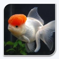 Redcap Gold Fish  - 2inch