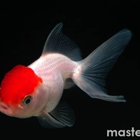 Redcap Gold Fish  - 2inch