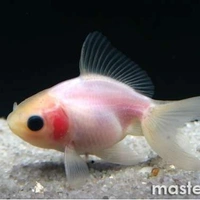 Sk Gold Fish  - 2inch