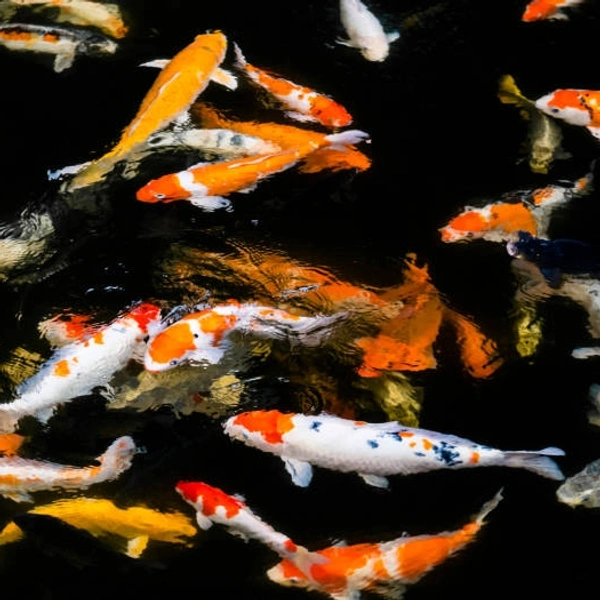 Koi Fish  - 2inch