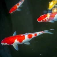 Koi Fish  - 2inch