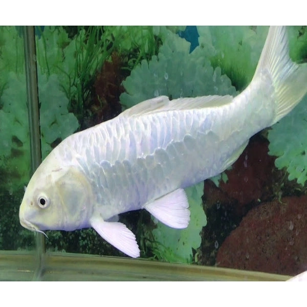 Milk White Koi - 2inch