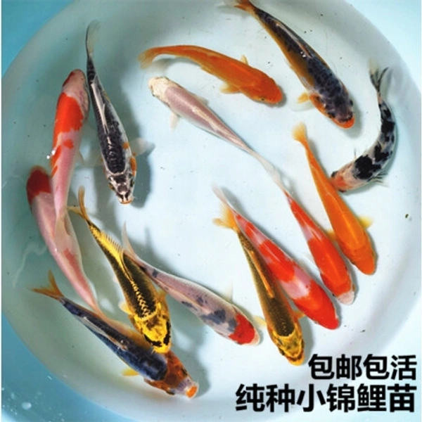 Koi Fish. - 4 To 5inch