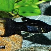 Black Molly  - Black