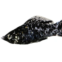 Black Molly  - Black
