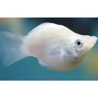 White Molly 