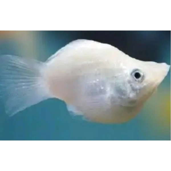 White Molly 