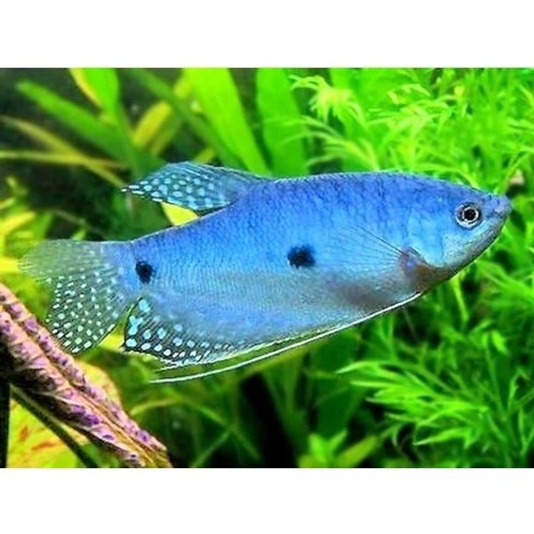Gourami 