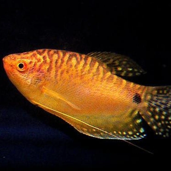 Gourami Yellow 