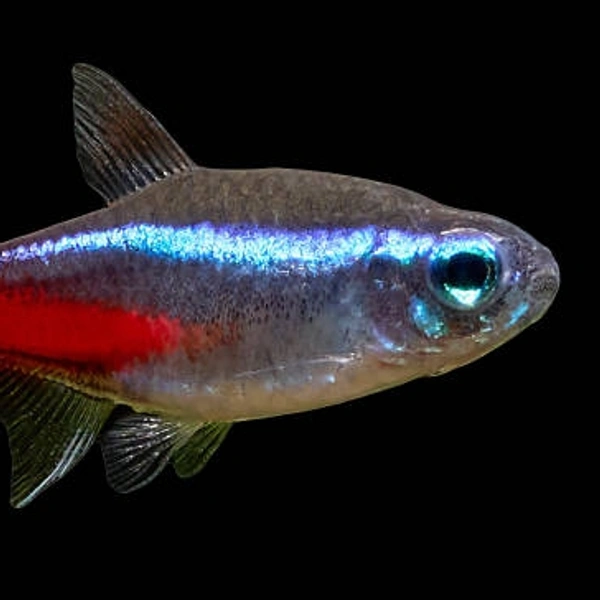  Tetra