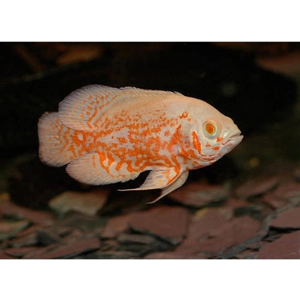 Oscer (Tiger , Copper, Albino) - 3inches