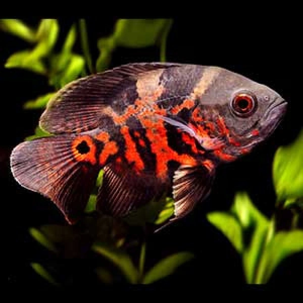 Oscer (Tiger , Copper, Albino) - 3inches