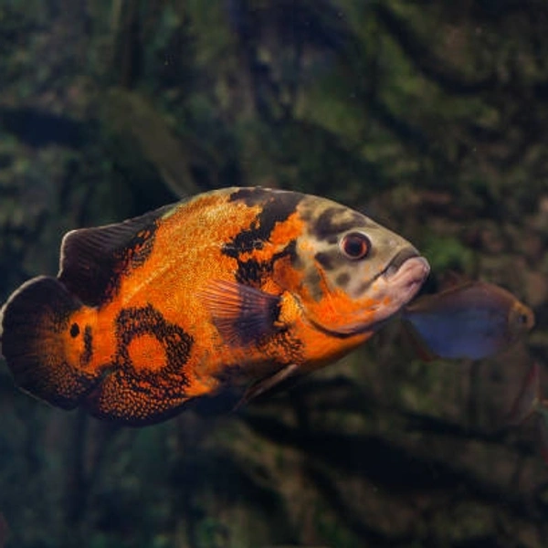 Oscer (Tiger , Copper, Albino) - 3inches