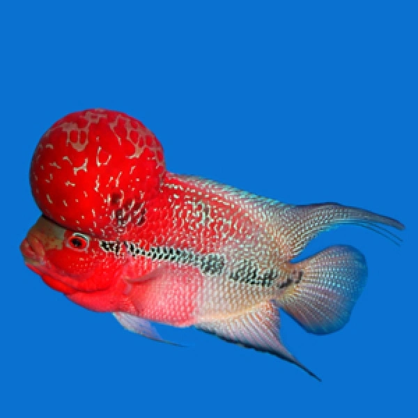 Flowerhorn  - 3inches