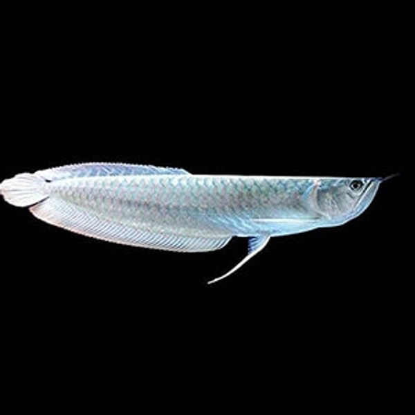 Silver Arwana  - 5 to 6inch