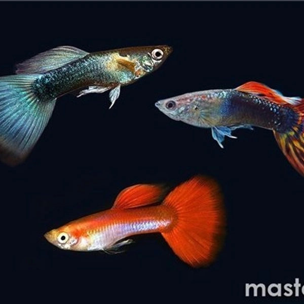 Guppy Mix