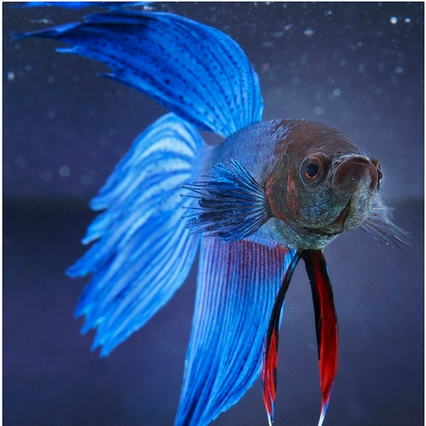 Fighter Fish 