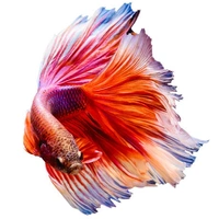 Fighter Fish 