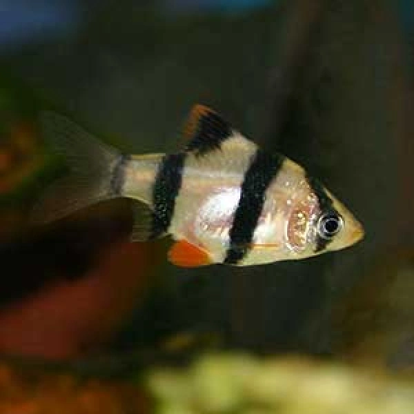 Tiger Barb 