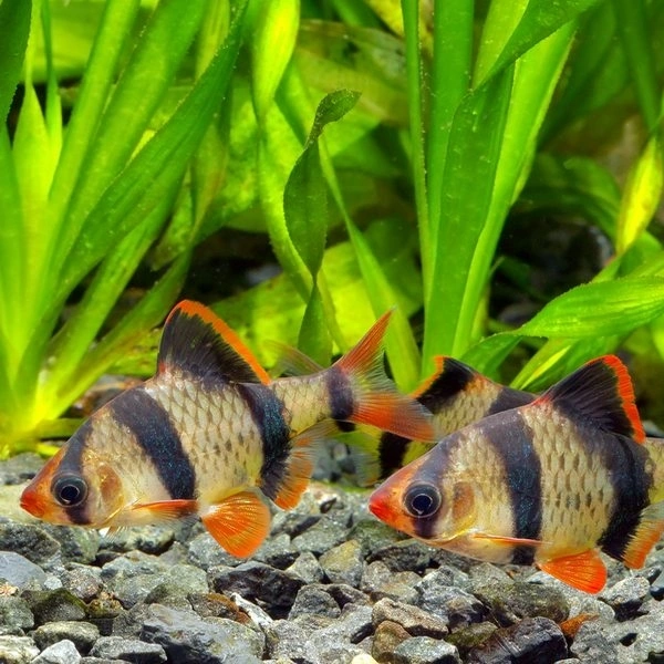 Tiger Barb 