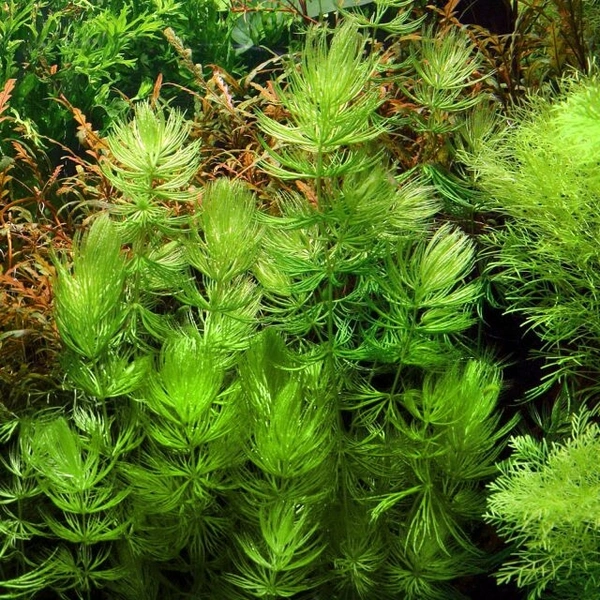 Foxtail Water Plant (Bunch)