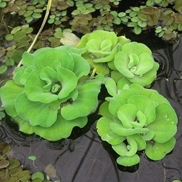 Water Cabage 