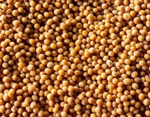 সাদা সরষে - 50gm