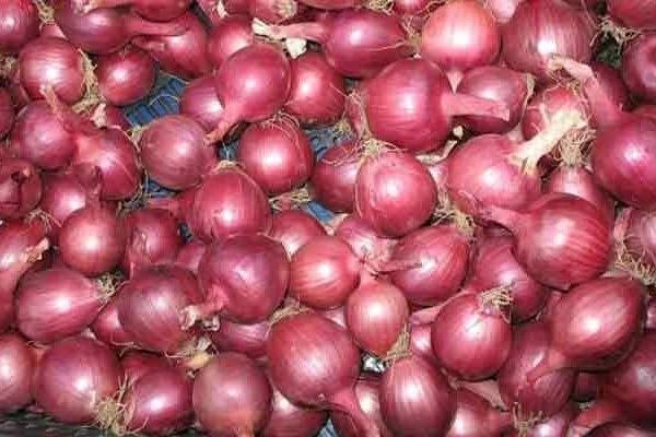 বড় পিঁয়াজ