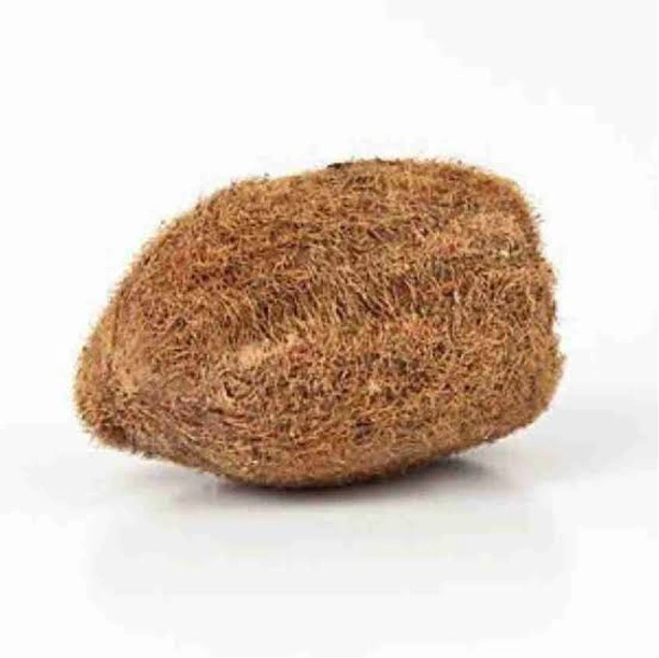 Ekakshi/Ekakshi Nariyal/One Eye Coconut  - 1 Piece