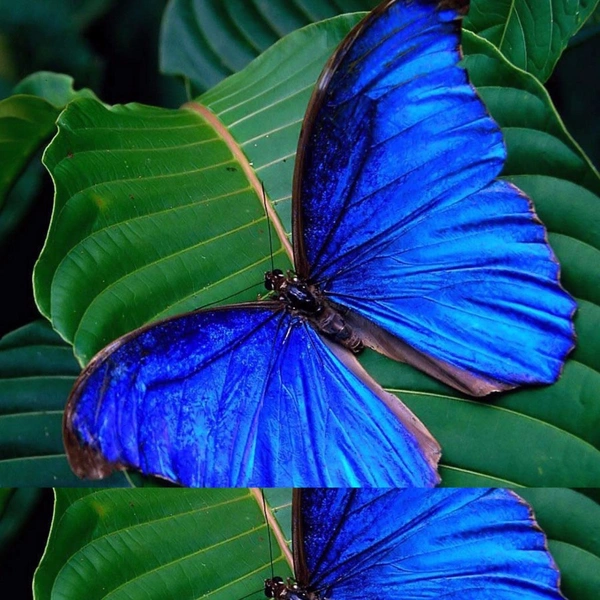 Apple iphone 11 Beautiful Blue Color Butterfly Mobile Case Cover - Blue, 0.25, Nature