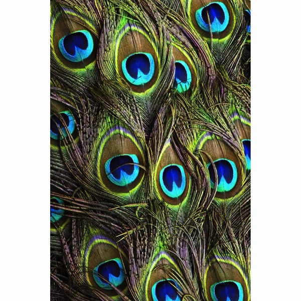 Shopnav One Plus 6T Beautiful Peocock Tail Mobile Case Cover - Green, 0.25, Birds