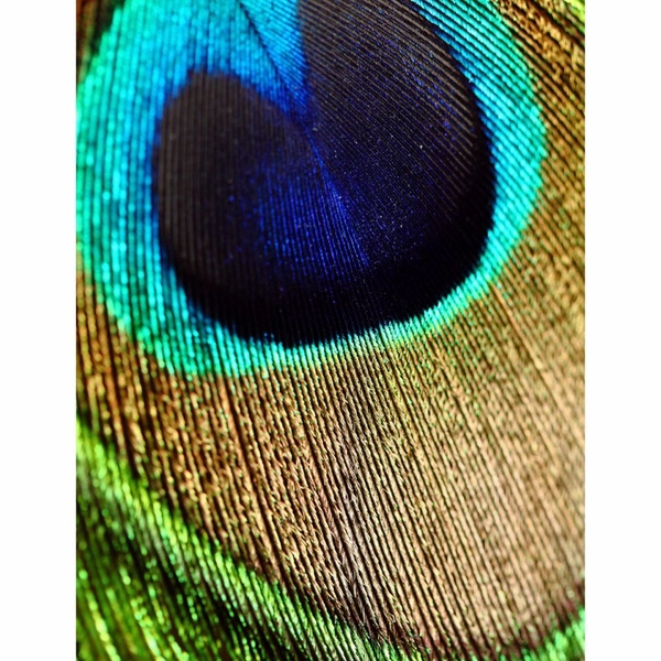 Shopnav Redmi 6 Pro Zoom Peocock Effect image Mobile Case Cover - Multi, Hard Case, 0.25, Random