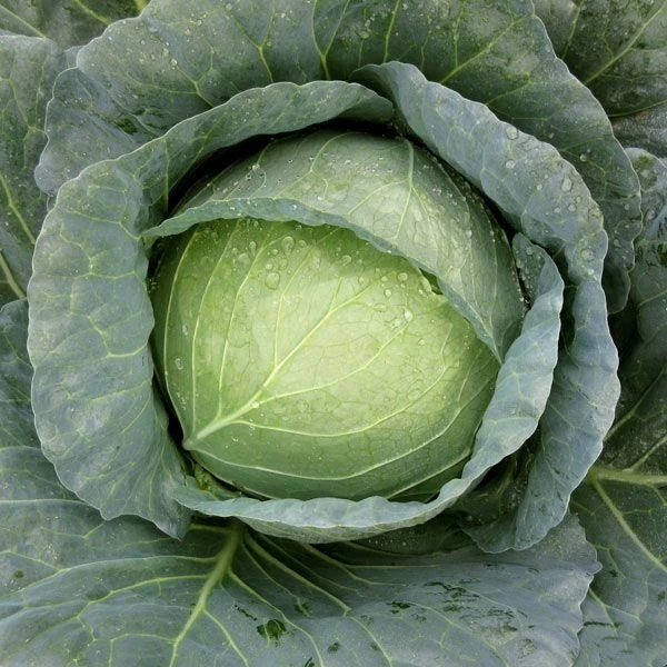 पत्ता गोभी / Cabbage  - 1Kg