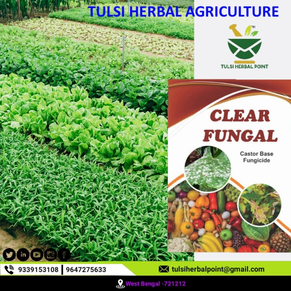 Clear Fungal (Fungicide) - White, 100grams