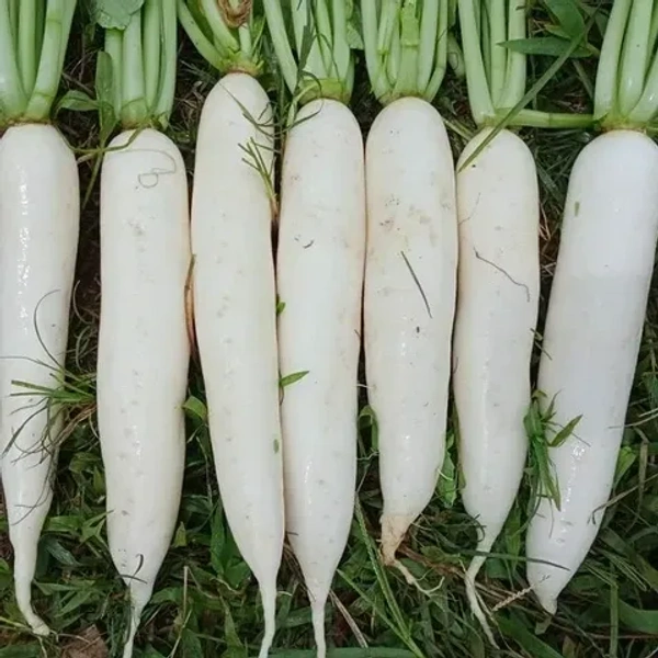 PALLAK BEAUTY-Impotrd Radishr