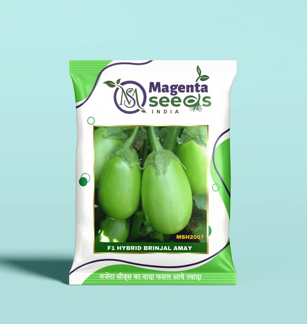 Magenta Seeds AMAY-Hybrid Brinjal Seeds - 10 Gram