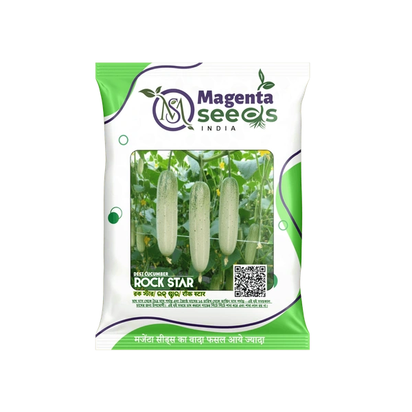 Rockstar  IMP  Cucumber Seeds – High Yield, Early Maturity, Disease Resistant 