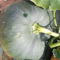 Magenta Seeds ARUN-Hybrid Pumpkin Gourd Seeds - 50 Grams