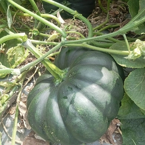 Magenta Seeds ARUN-Hybrid Pumpkin Gourd Seeds - 50 Grams