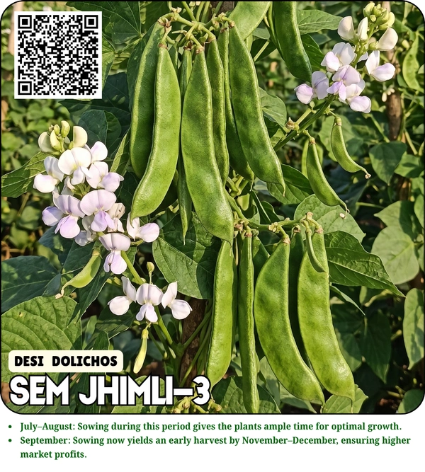 Magenta Seeds Desi Dolichos Seeds SEM JHIMLI-3 - 500 Grams