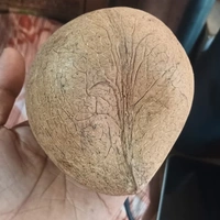 Premium Dry Coconut (Whole) – Natural & Fresh Copra for Cooking & Pooja