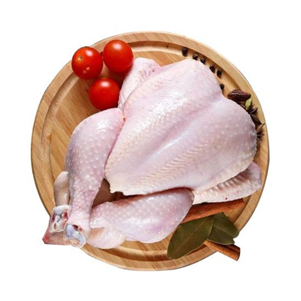 Broiler Chicken 